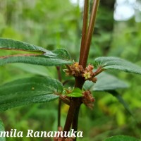 Gonostegia hirta (Hassk.) Miq.